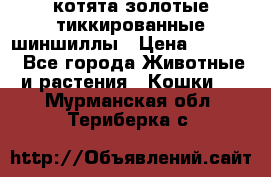 котята золотые тиккированные шиншиллы › Цена ­ 8 000 - Все города Животные и растения » Кошки   . Мурманская обл.,Териберка с.